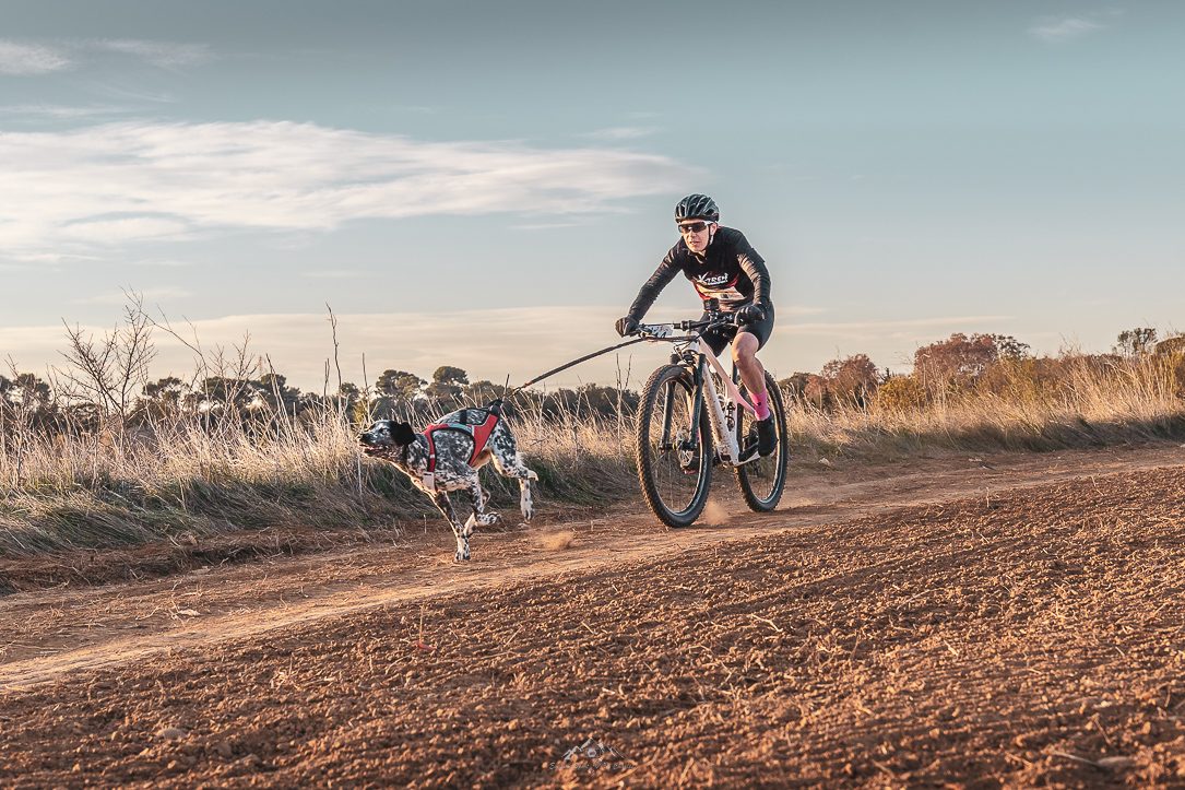 Vététiste tracté par son chien sur un chemin de terre au lever du jour, épreuve de bikejöring